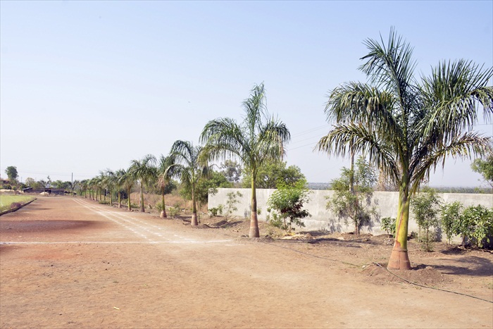 plants: image 19 0f 21 thumb